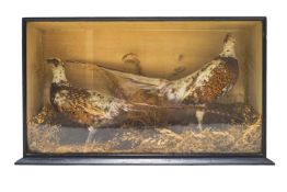 Taxidermy : A pair of pheasants with partial white plumage, possibly hybrids, upon dried grasses,