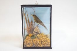 Taxidermy : A Chiff-chaff upon a wood mount surrounded by moss, cased,