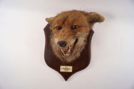 Taxidermy : a fox's head by P Spicer & Sons, Leamington,