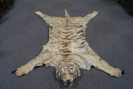 Taxidermy : An early 20th century tiger skin with full head,