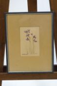 Elsa Pooley (South African), Herschelia Bavrii, Watercolour, Signed and titled, 17.