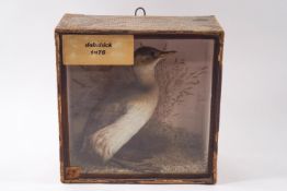 Taxidermy: a Victorian Dabchick standing on a shell beach with brown grass behind,