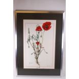 Denise E Jones, Botanical study of a poppy 'Papever rhdeas', Watercolour and gouche,