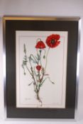 Denise E Jones, Botanical study of a poppy 'Papever rhdeas', Watercolour and gouche,