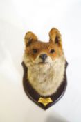 Taxidermy : A fox's head mounted on a wooden shield with plaque for Meath Hounds, Dunboyne,
