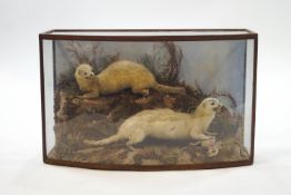 Taxidermy : two ferrets with a baby rabbit kill in a bow front case,