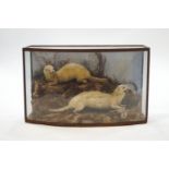 Taxidermy : two ferrets with a baby rabbit kill in a bow front case,