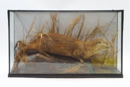 Taxidermy : A male otter, on a naturalistic rock with reeds to the background, cased, 60.