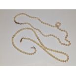 Two pearl necklaces with gold clasps.