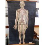 A 1944 St John's Ambulance Anatomical poster and four others. (5)