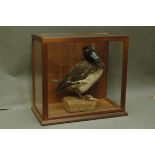 Taxidermy - Male tufted duck in four sided mahogany display case.