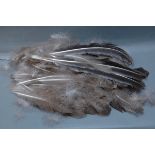 Large quantity of feathers for fly tying.