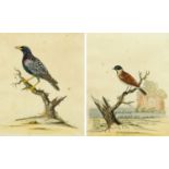 A pair of antiquarian prints, male starling and male reed sparrow. Each 34 cm x 29 cm, framed.