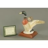 A Crown Staffordshire Limited Edition model "The Mallard", with wooden base and certificate, 76/250.