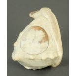 An Art Nouveau carved cameo shell. Length 19 cm.