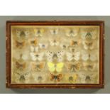 WITHDRAWN - A Victorian case of butterflies. 33 cm x 23 cm.