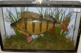 A stuffed and mounted Perch in naturalistic setting and three-sided verre eglomise display case,