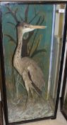 A stuffed and mounted Grey Heron in naturalistic setting and three-sided display case