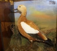 A stuffed and mounted Ruddy Shelduck in naturalistic setting and three-sided glazed display case,