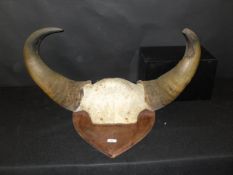 A pair of mounted Gaur Bison horns and skull cap on shield shaped mount by Van Ingen,