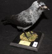 A stuffed and mounted Jackdaw on a mossy covered black painted base,