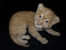 An early 20th Century stuffed and mounted Lion Cub in lying position CONDITION REPORTS
