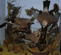 A early 20th Century collection of three stuffed and mounted Jay in naturalistic setting and three