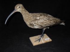 A stuffed and mounted Curlew on plain wooden base,