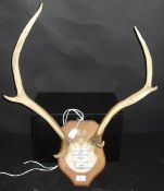 Two sets of red deer antlers on oak shield mounts, one inscribed "D.S.S.H.