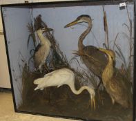 A stuffed and mounted Black-crowned Night Heron, a Common Egret,