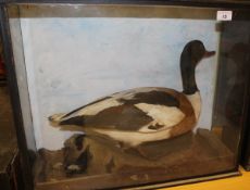 A stuffed and mounted Shell Duck set in naturalistic setting and three-sided display case