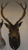 A stuffed and mounted red deer head with 12 point antlers on oak shield shaped mount