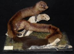 A pair of stuffed and mounted mnk pelts in naturalistic setting on log mount bearing Peter