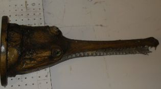 A stuffed and mounted Gharial head on a demi-lune painted wooden wall bracket mount