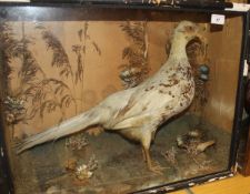 A stuffed and mounted Aberration Pheasant in naturalistic setting and glass fronted display case