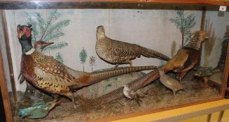 A stuffed and mounted Cock and Hen Golden Pheasant, together with a further Cock Pheasant,