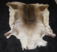 An unmounted reindeer pelt