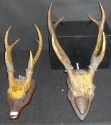 Two pairs of mounted Sambar antlers with skull caps