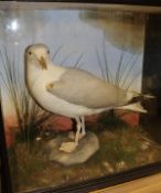 An early 20th Century stuffed and mounted Herring Gull in naturalistic setting and three sided