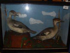 Two stuffed and mounted female Smew set in naturalistic setting and a glass fronted display cabinet