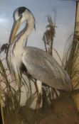 A late Victorian stuffed and mounted Grey Heron in naturalistic setting and three-sided glazed