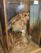 A stuffed and mounted Tawny Owl in five-sided glazed display case set on naturalistic setting