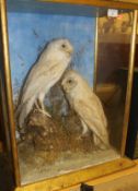 A pair of early 20th Century stuffed and mounted Barn Owls set in a naturalistic setting and