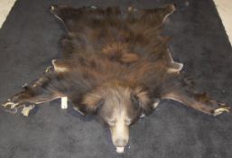 A mounted Bear skin rug by Van Ingen and Van Ingen of Mysore,