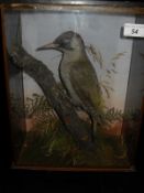 A stuffed and mounted Green Woodpecker on a branch setting within a three-sided glazed display case