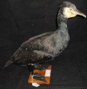 A stuffed and mounted Cormorant on stained pine base,