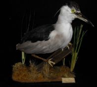 A stuffed and mounted Night Heron on stump and moss covered black painted base,