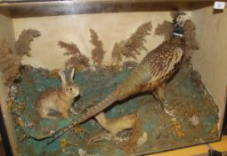 A mid 20th Century stuffed and mounted Cock Pheasant, together with Rabbit and Stoat,