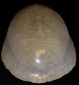 A blonde Loggerhead Turtle Shell or Carapace (probably 19th Century,