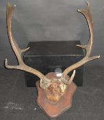 A pair of mounted Red Deer antlers and a pair of mounted Fallow Deer antlers